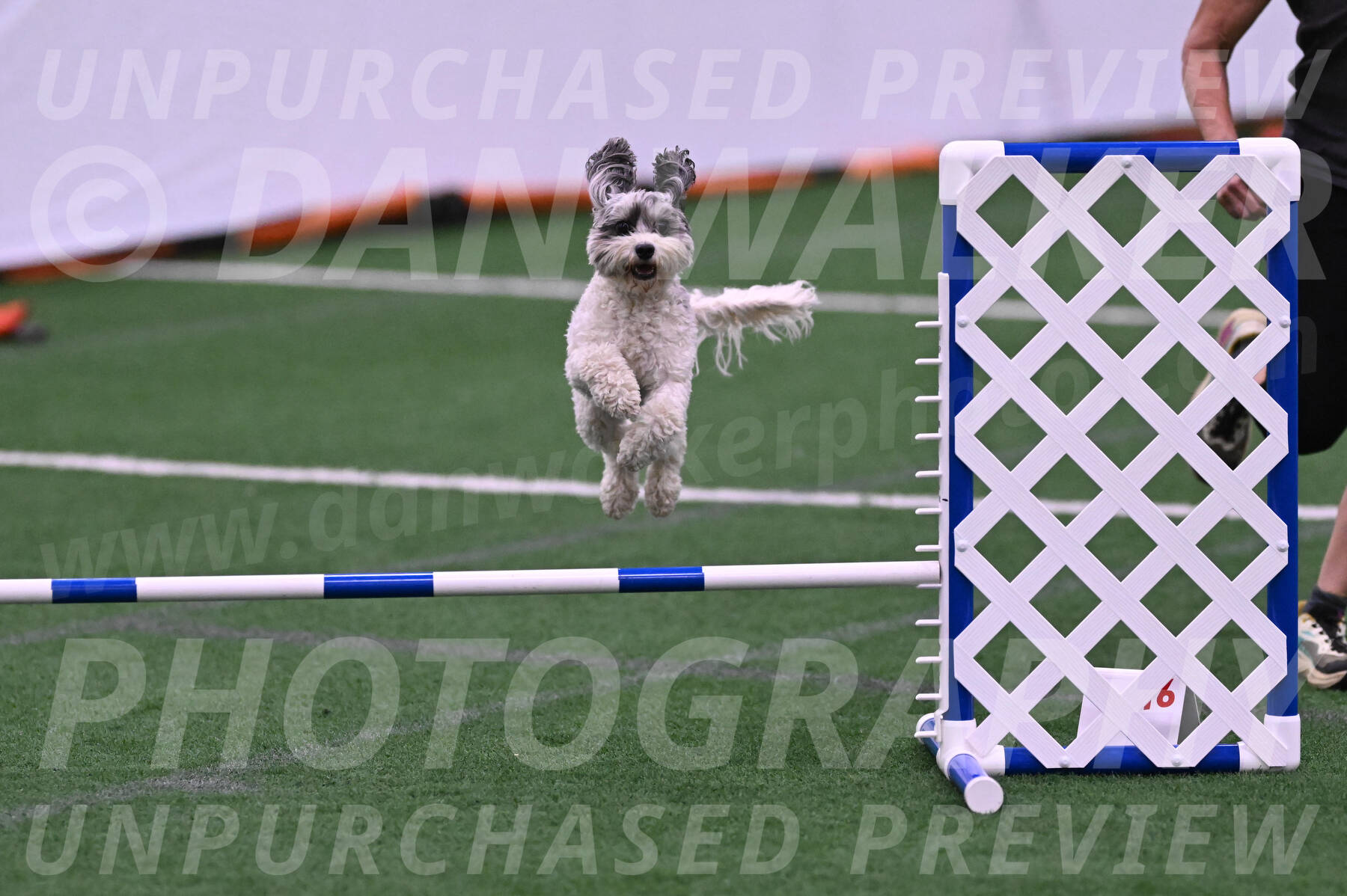 Daisy-Ann-Krizman-26146