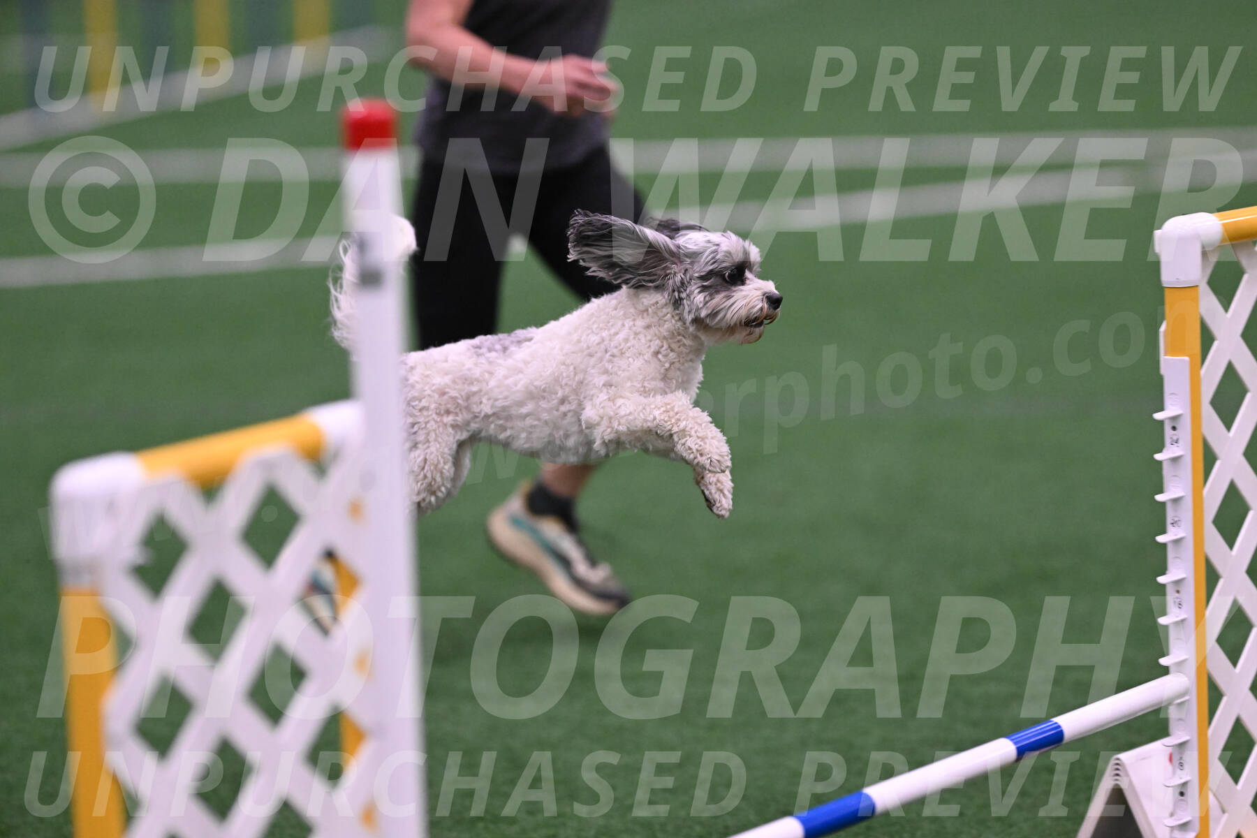 Daisy-Ann-Krizman-26152
