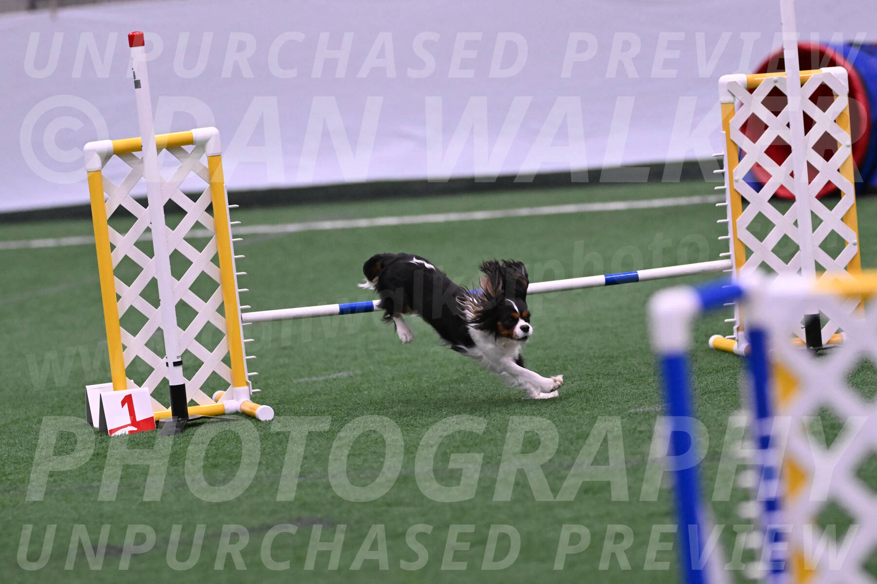 Daisy-Roger-Jones-04306