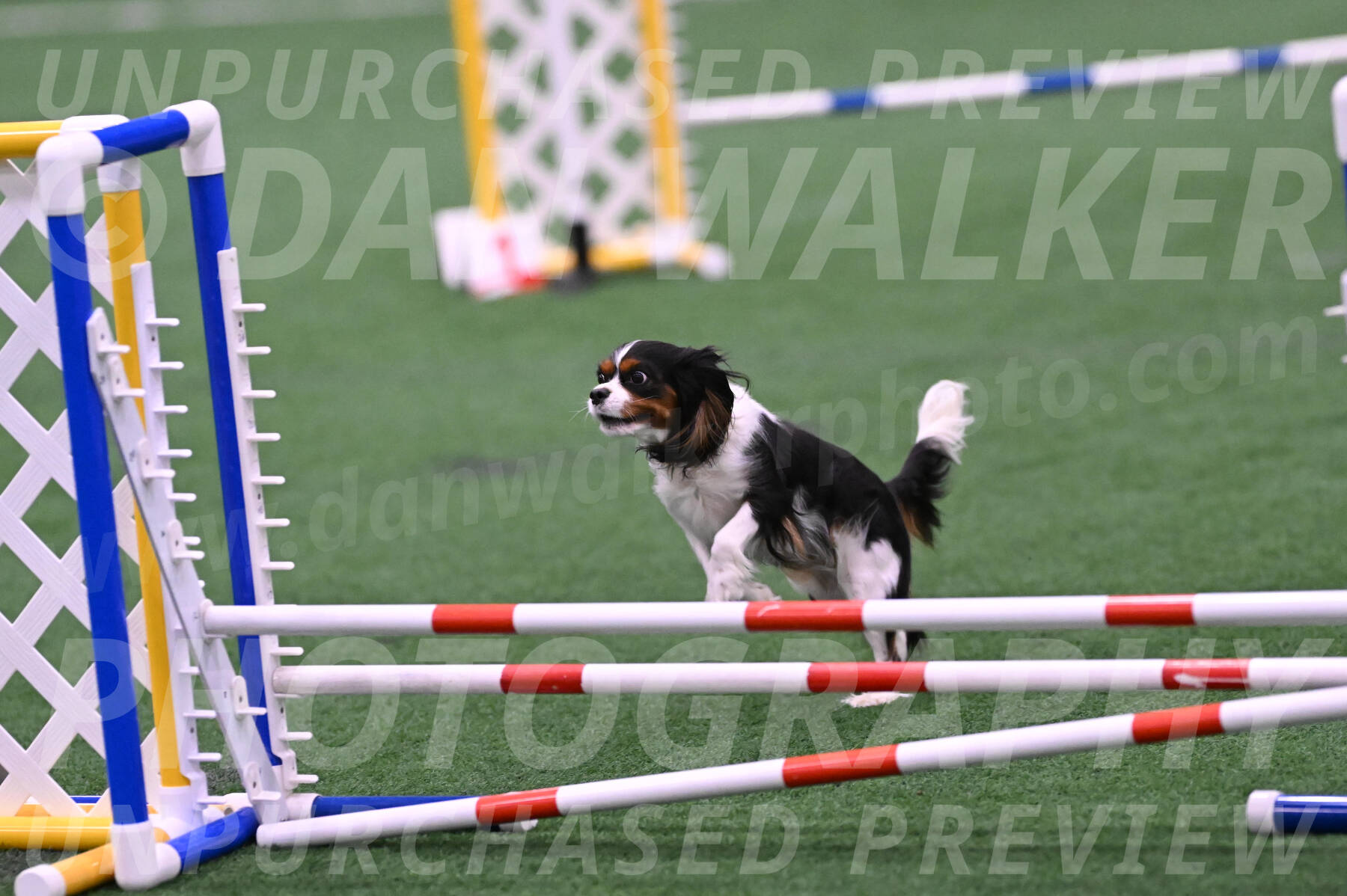 Daisy-Roger-Jones-04309