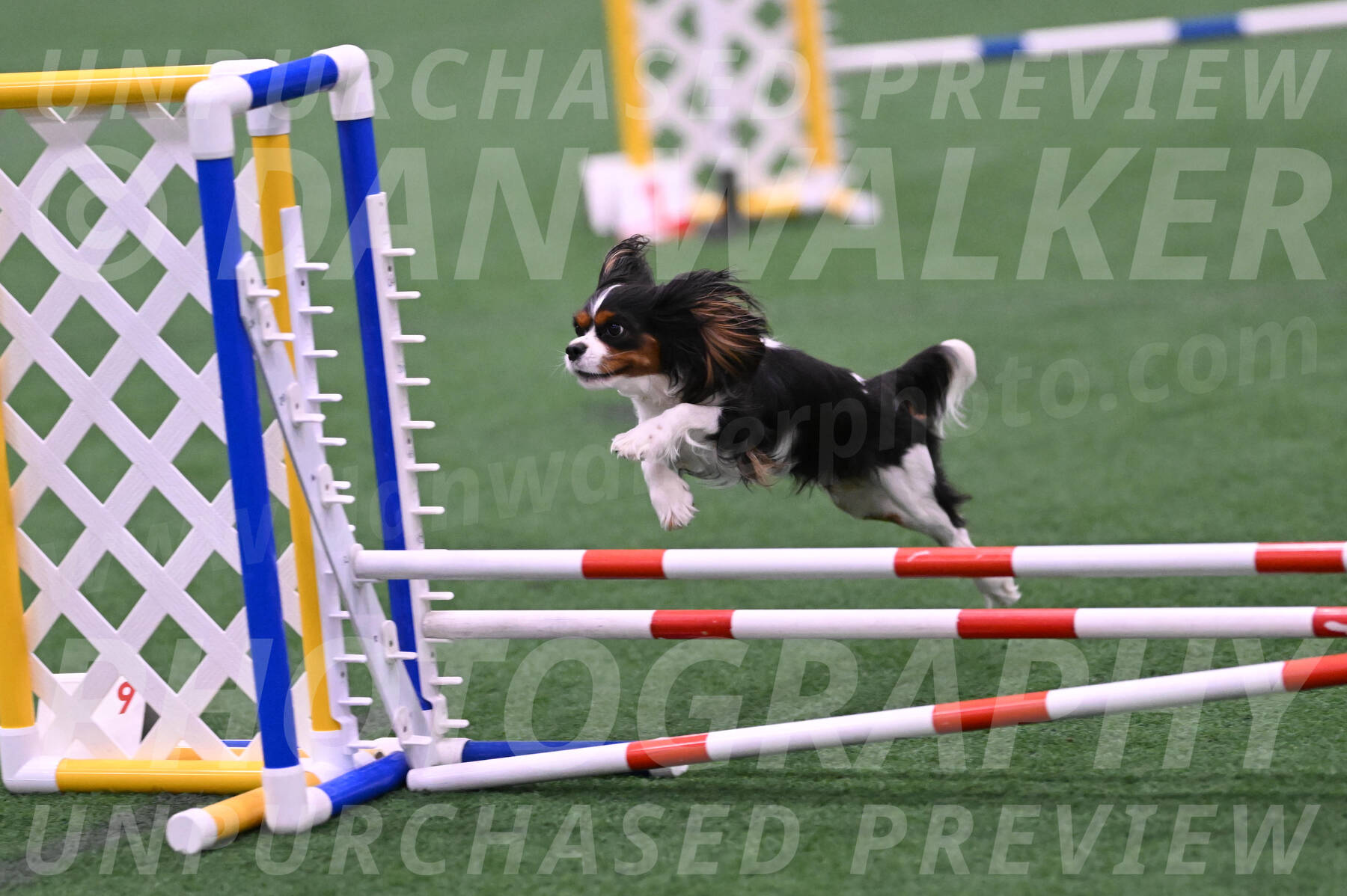 Daisy-Roger-Jones-04310