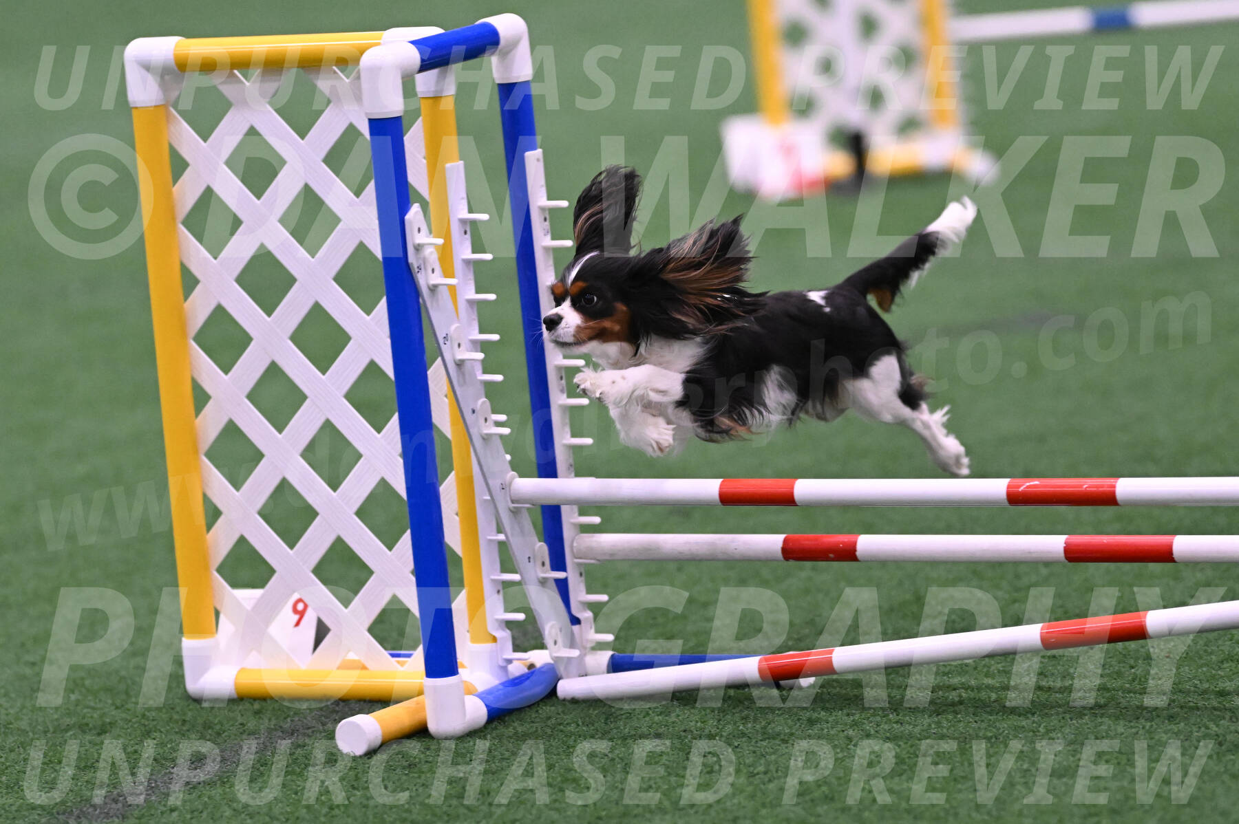 Daisy-Roger-Jones-04311