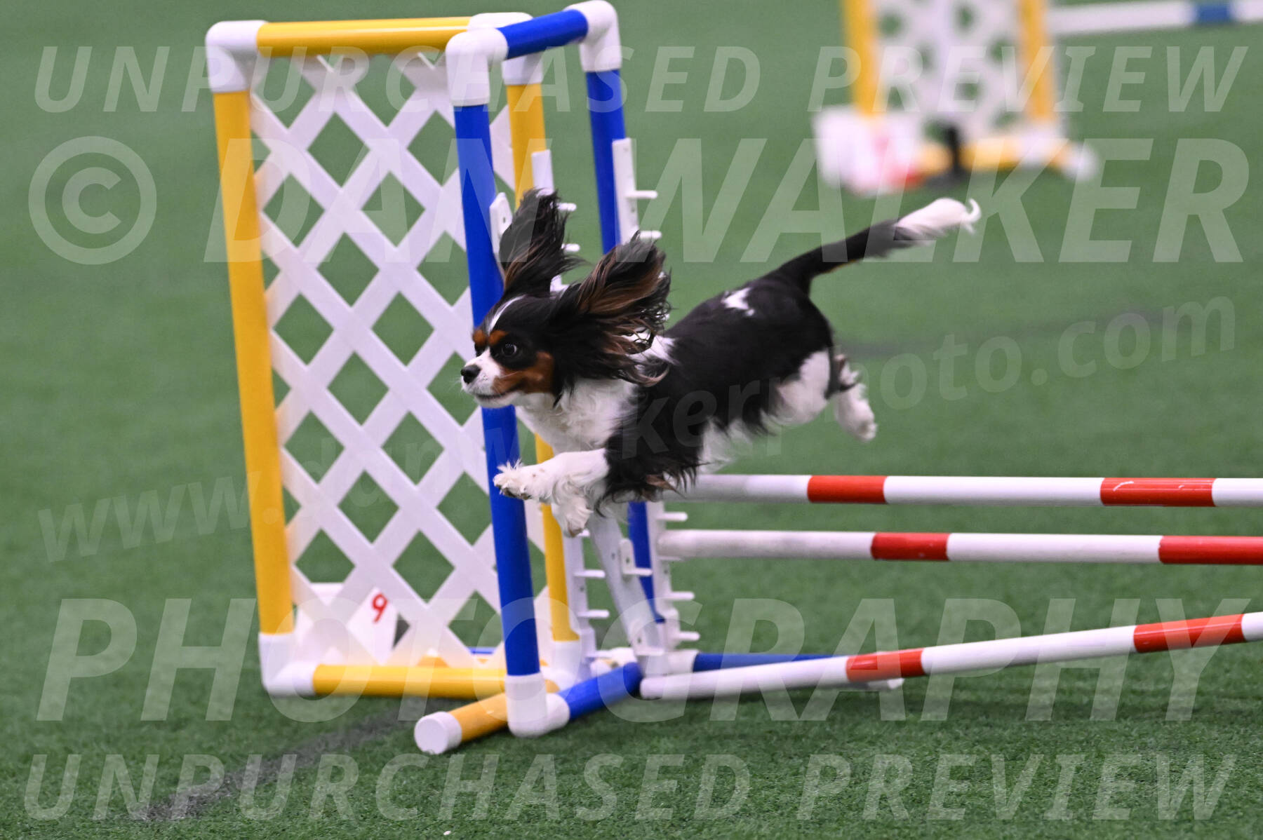 Daisy-Roger-Jones-04312