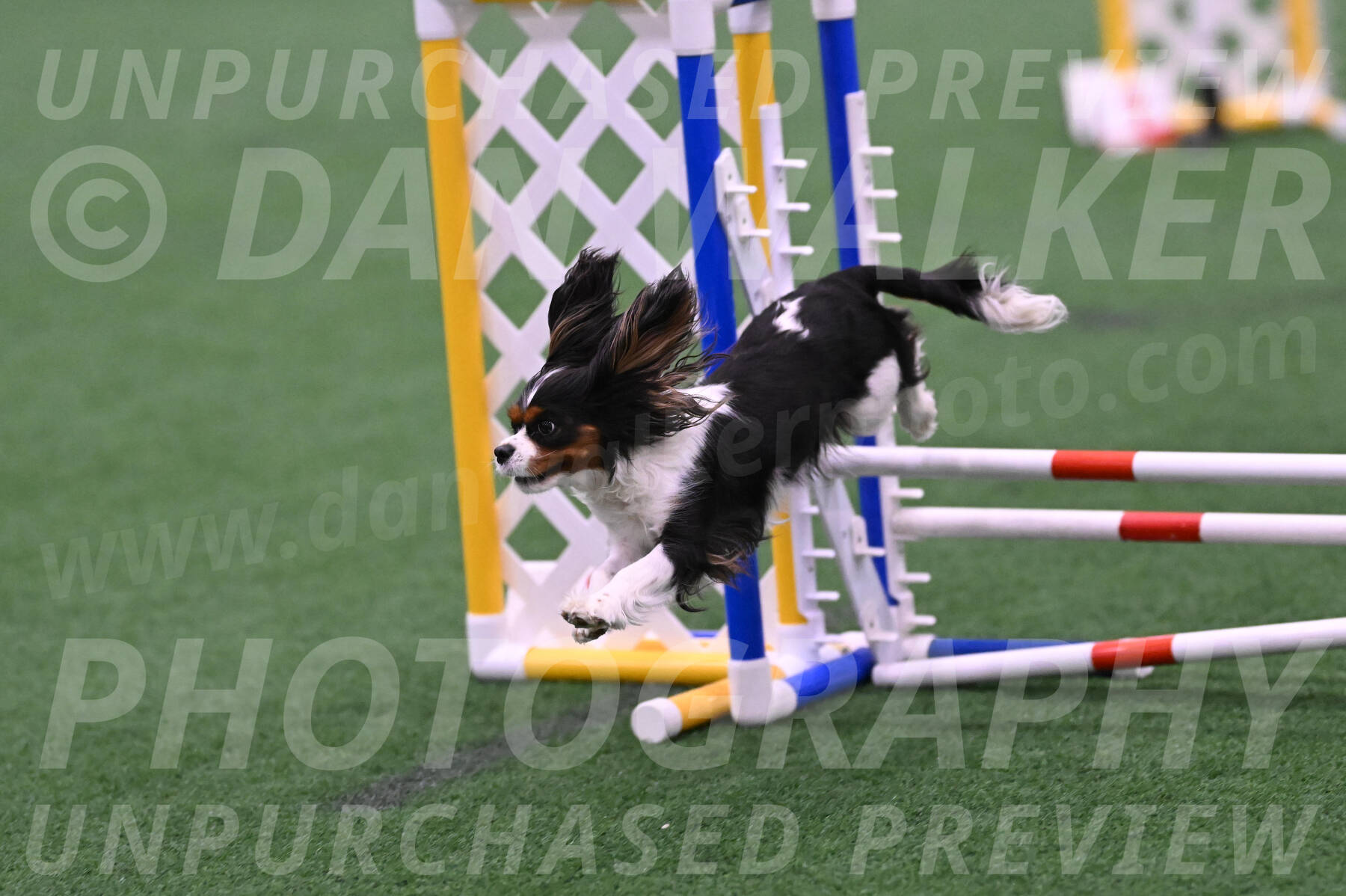 Daisy-Roger-Jones-04313
