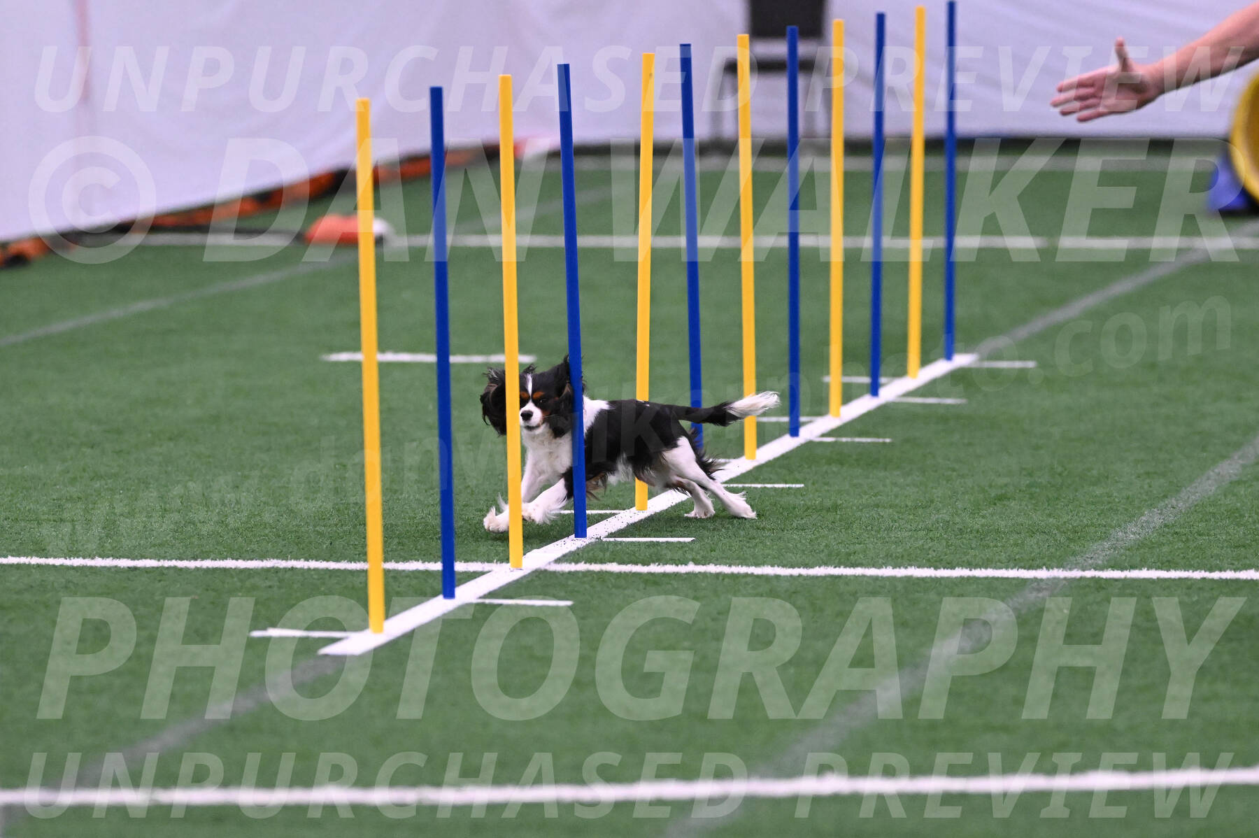 Daisy-Roger-Jones-04314
