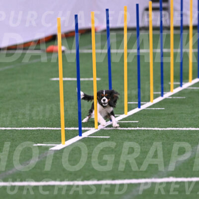 Daisy-Roger-Jones-04317