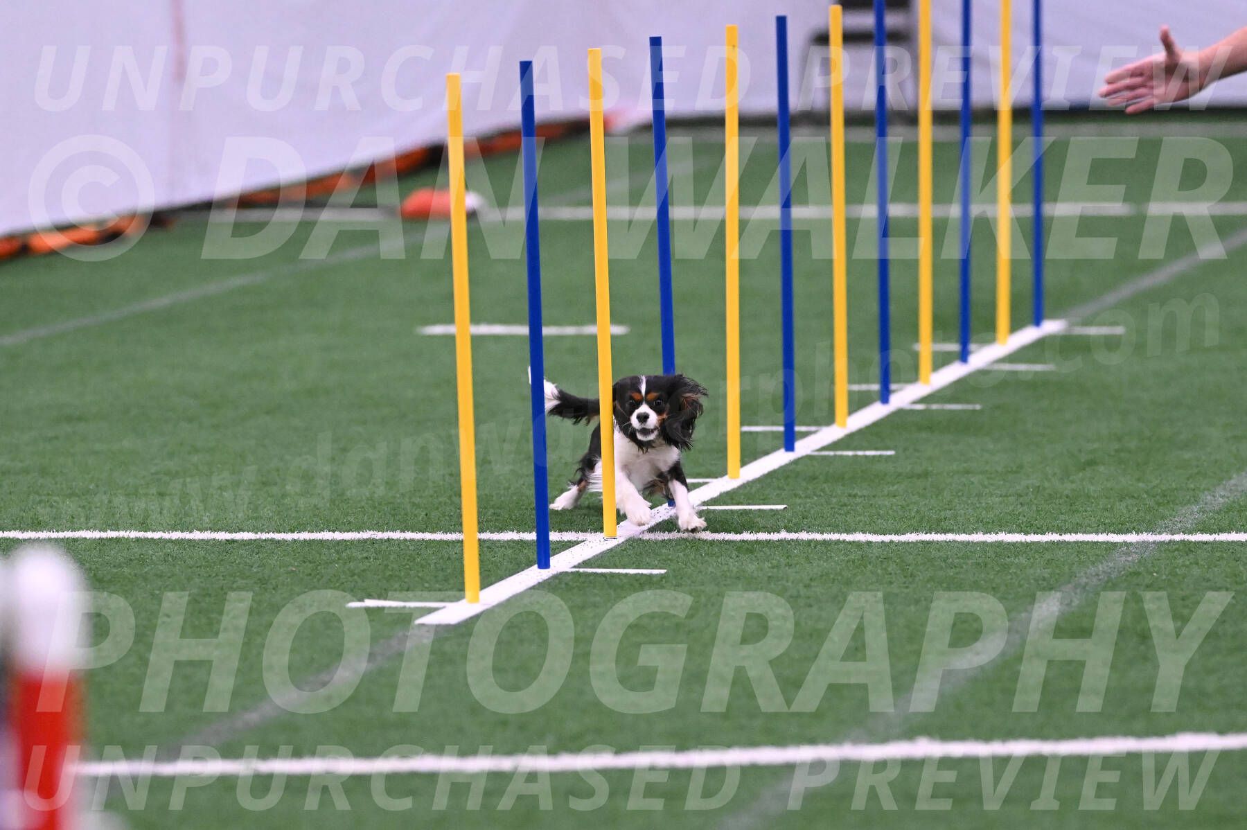 Daisy-Roger-Jones-04317