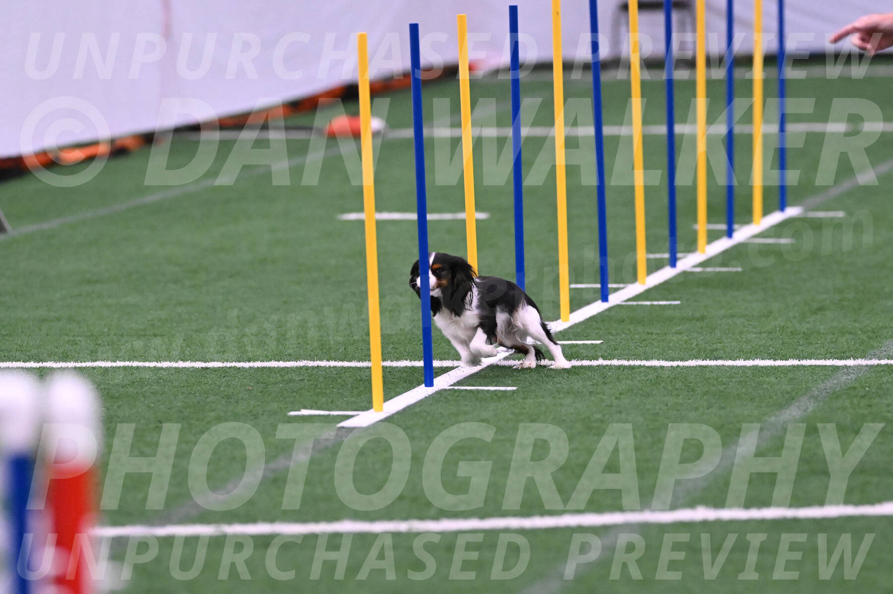 Daisy-Roger-Jones-04319