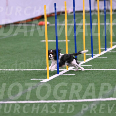 Daisy-Roger-Jones-04320