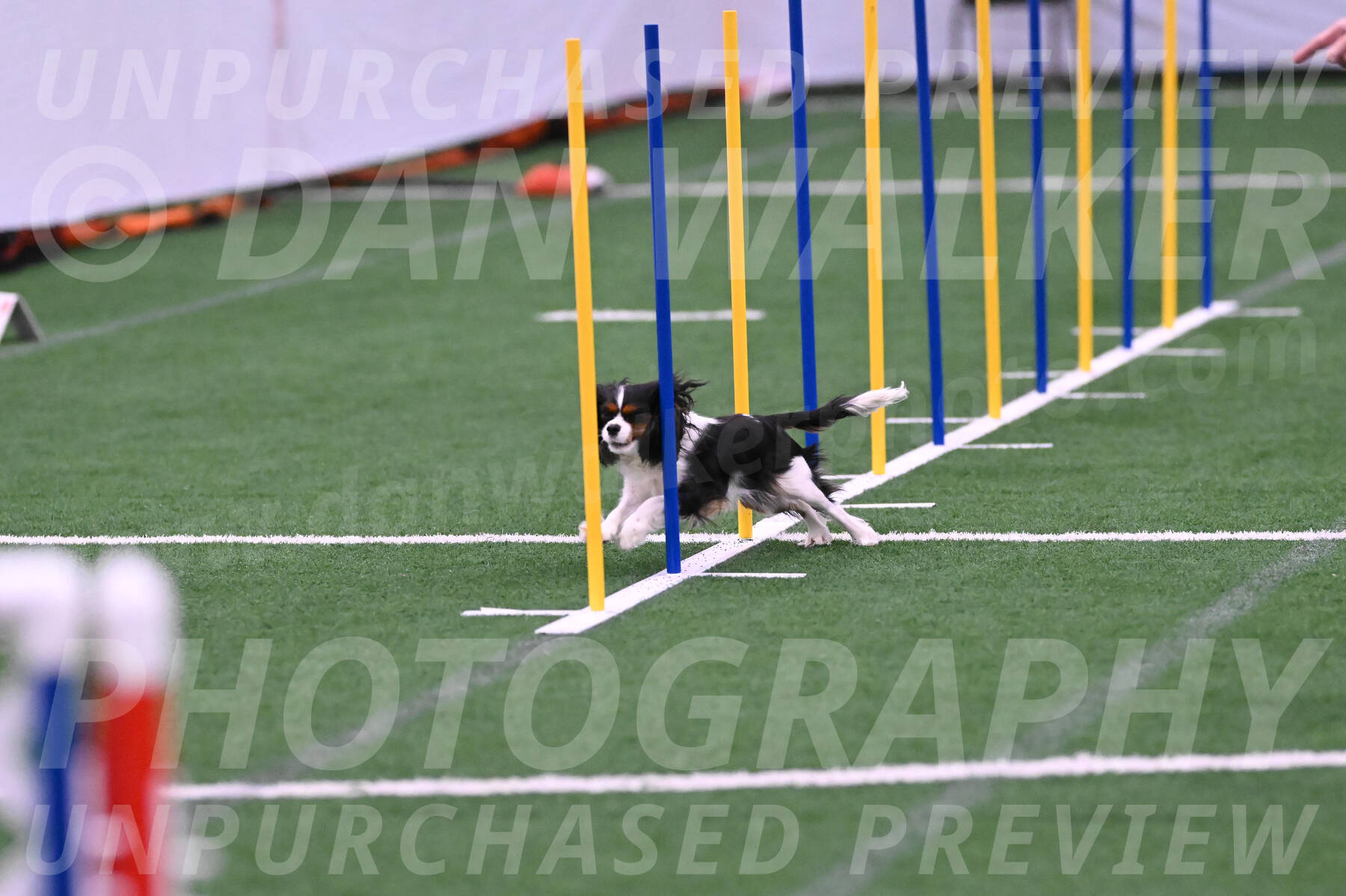 Daisy-Roger-Jones-04320