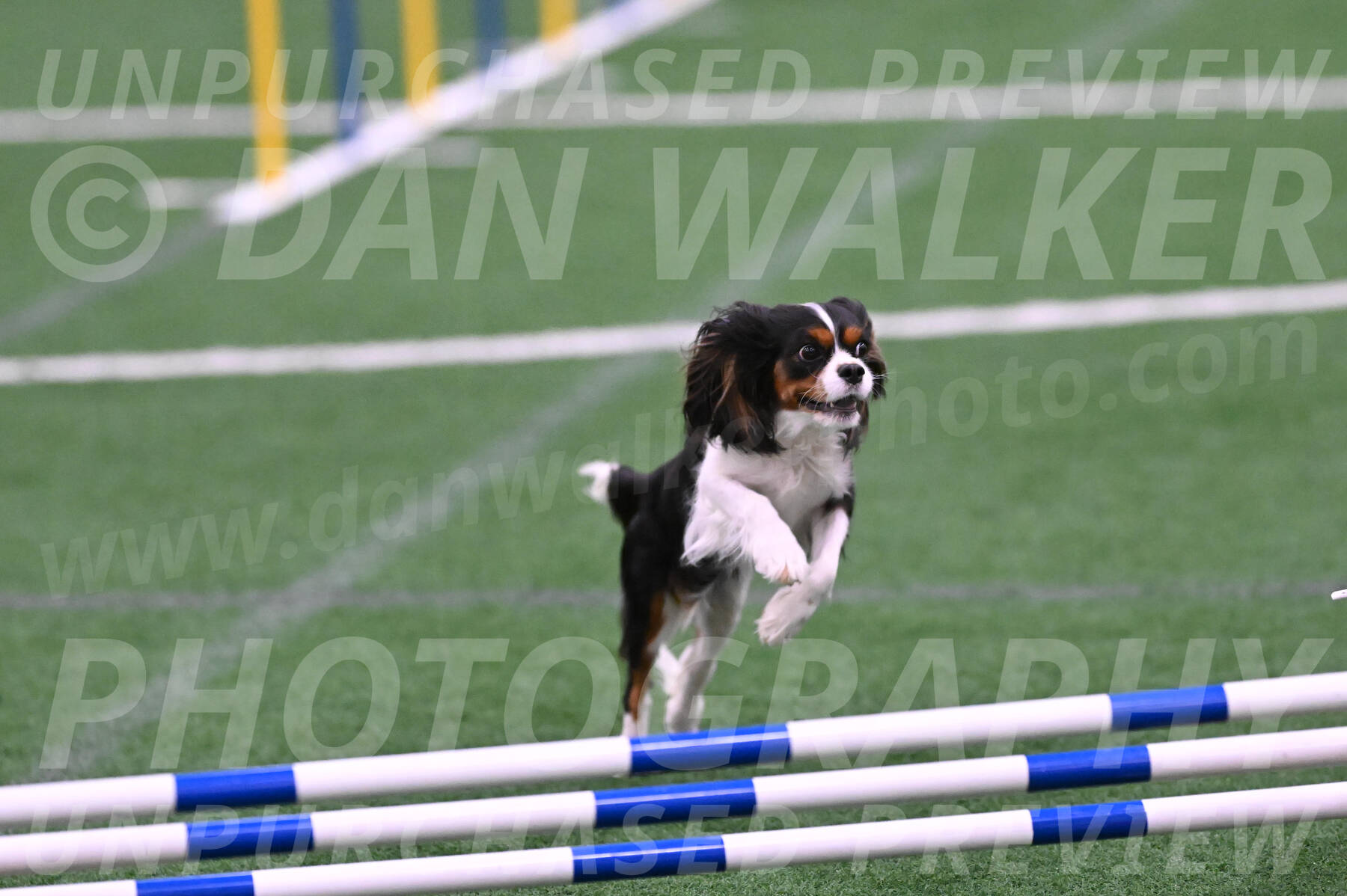 Daisy-Roger-Jones-04324