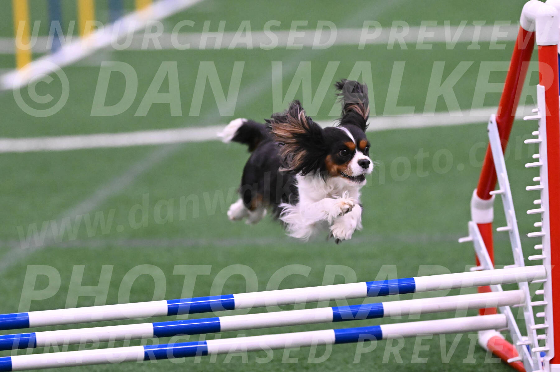 Daisy-Roger-Jones-04326