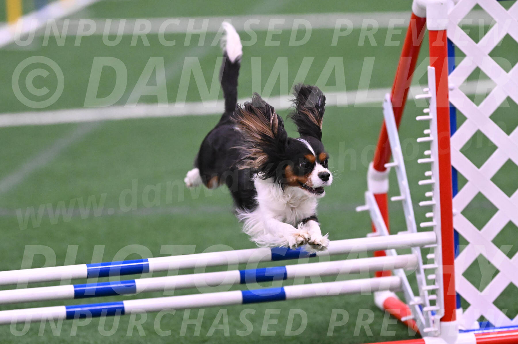 Daisy-Roger-Jones-04327
