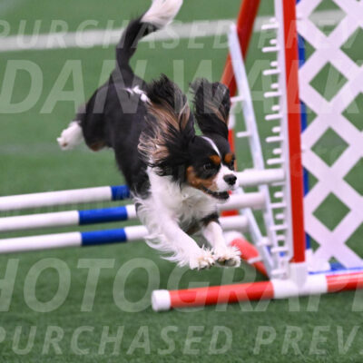 Daisy-Roger-Jones-04328