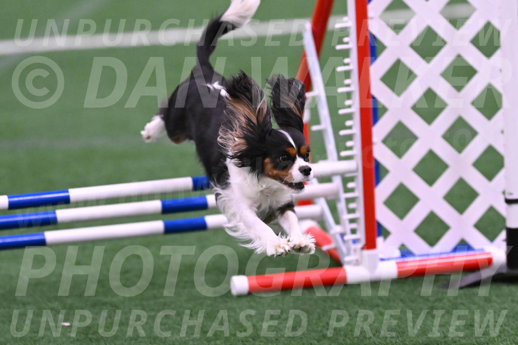 Daisy-Roger-Jones-04328