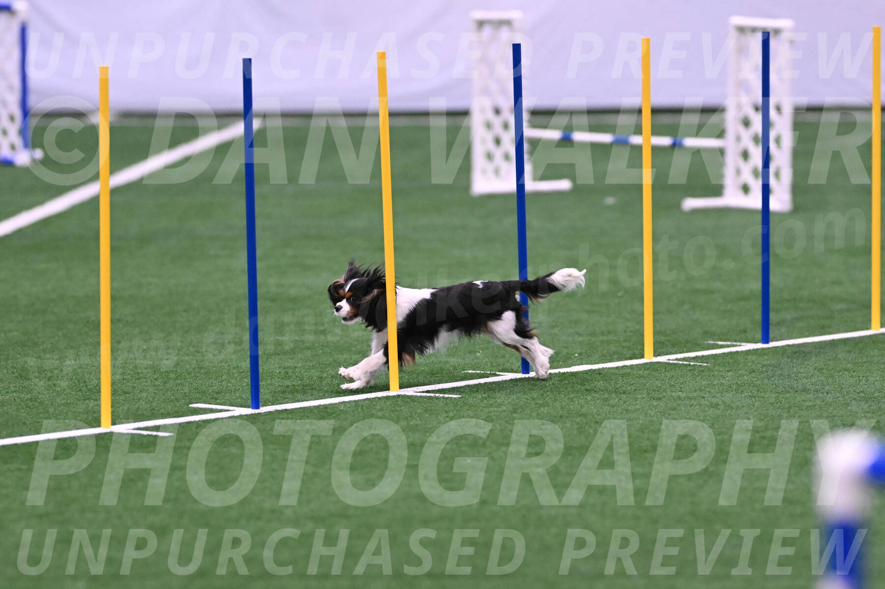Daisy-Roger-Jones-04341