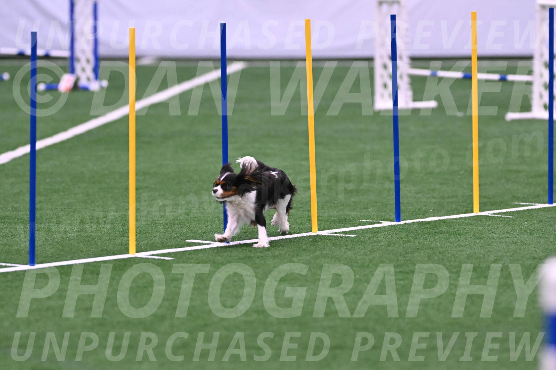 Daisy-Roger-Jones-04344
