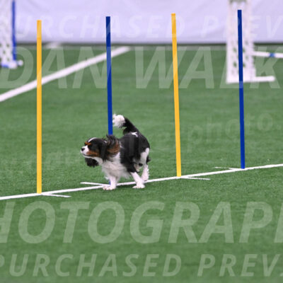 Daisy-Roger-Jones-04345