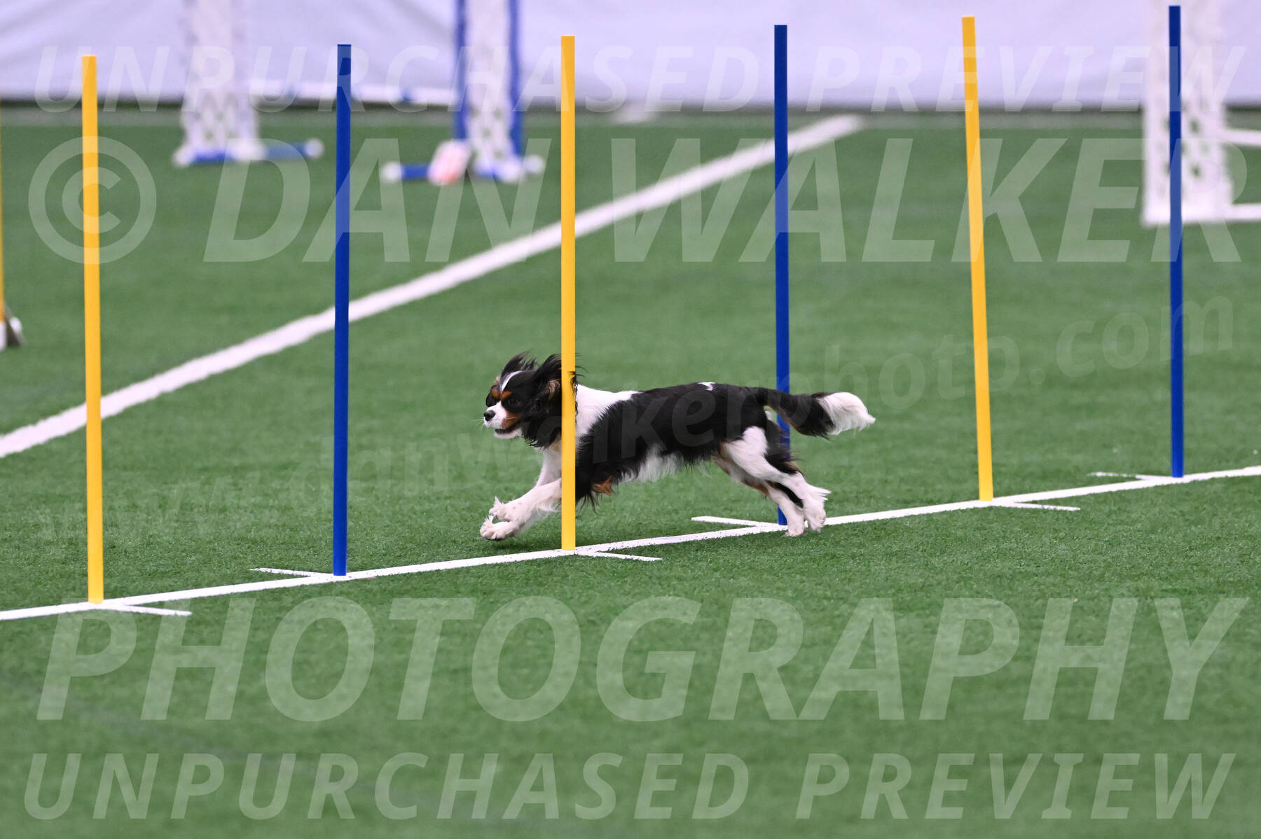 Daisy-Roger-Jones-04347