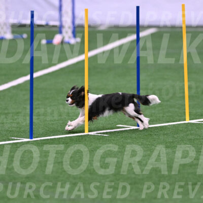 Daisy-Roger-Jones-04347