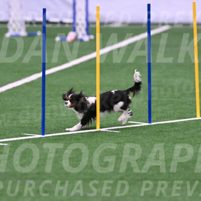 Daisy-Roger-Jones-04348