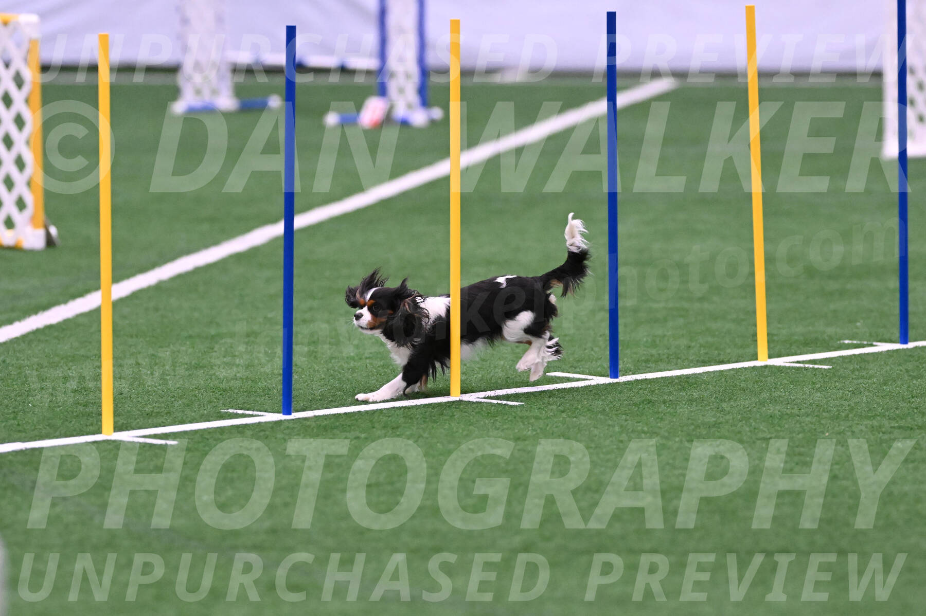Daisy-Roger-Jones-04348