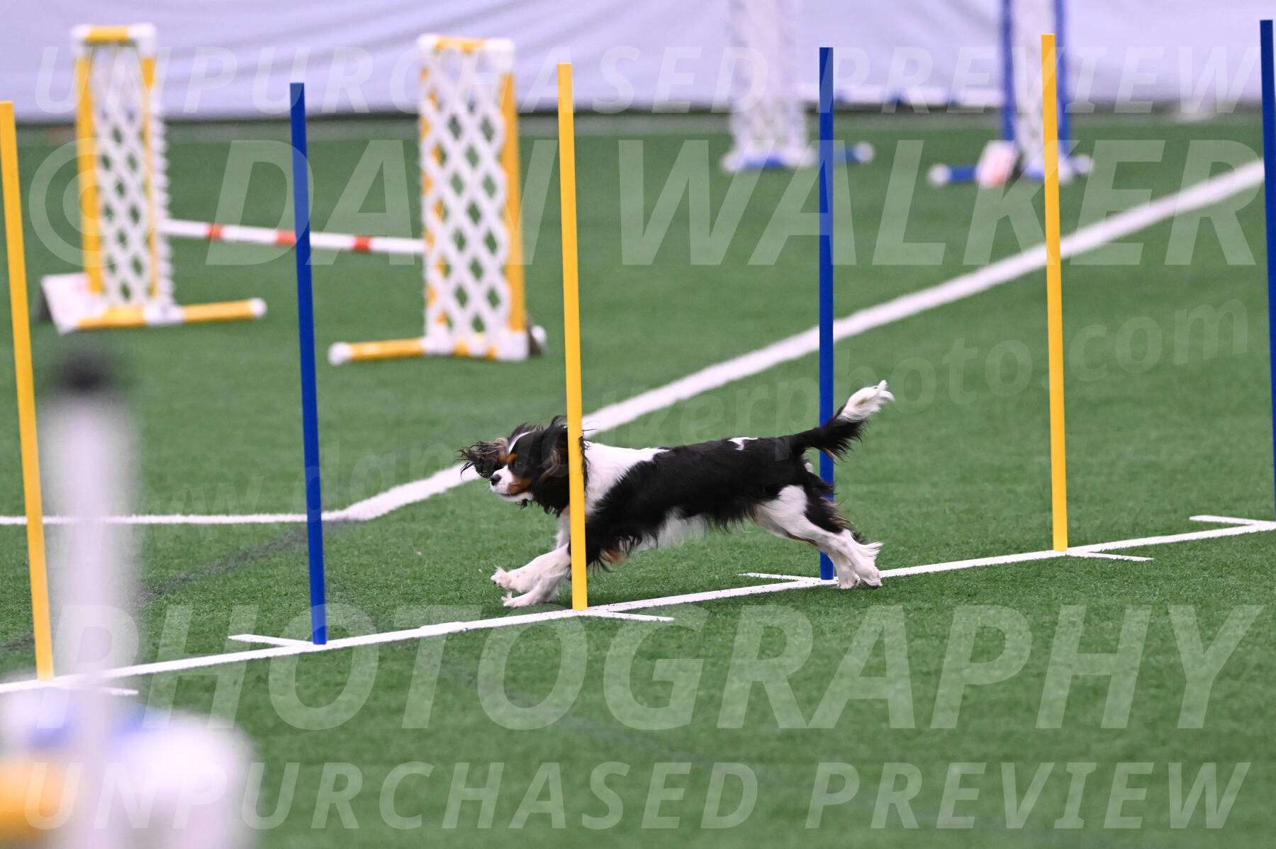 Daisy-Roger-Jones-04355