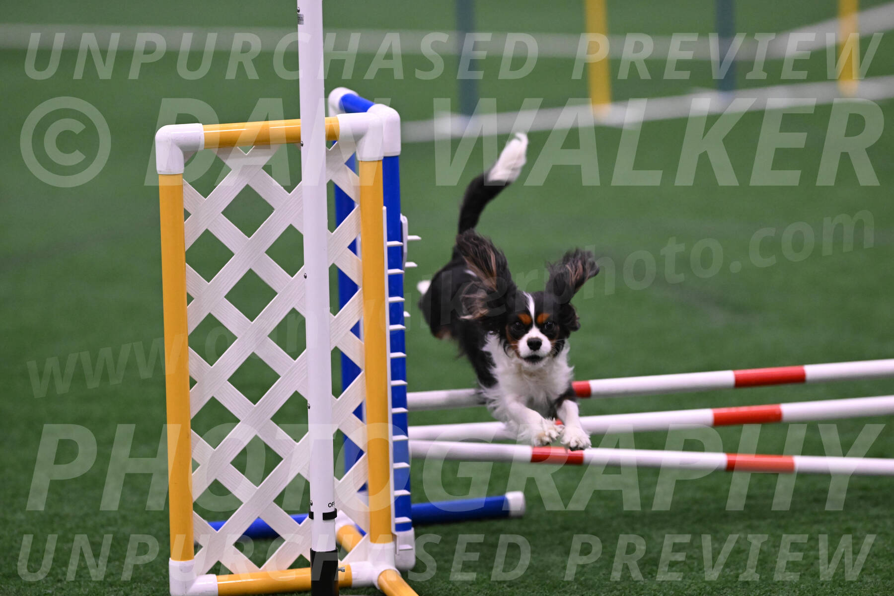 Daisy-Roger-Jones-04360