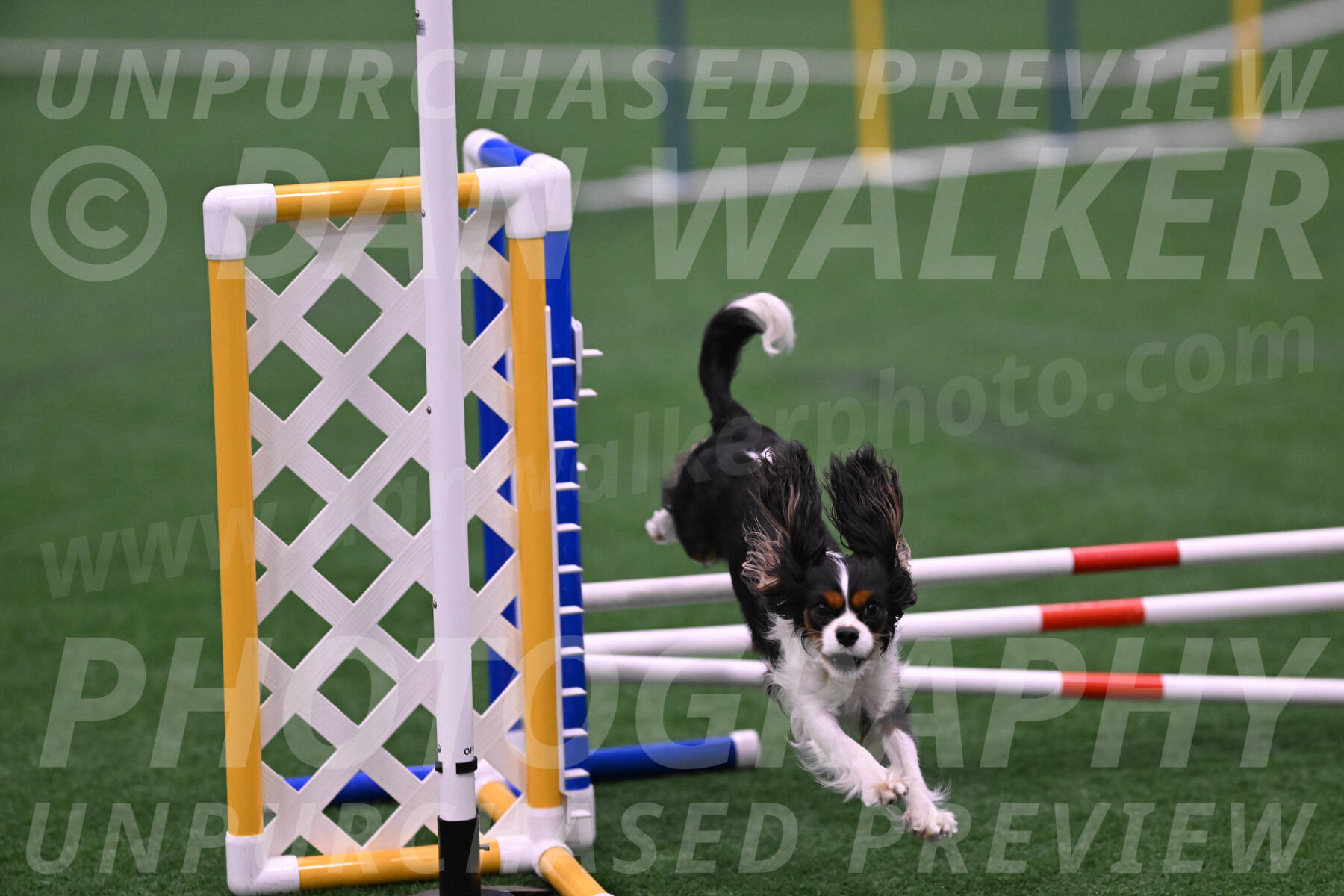 Daisy-Roger-Jones-04361
