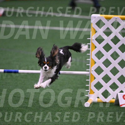 Daisy-Roger-Jones-04372
