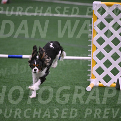Daisy-Roger-Jones-04373