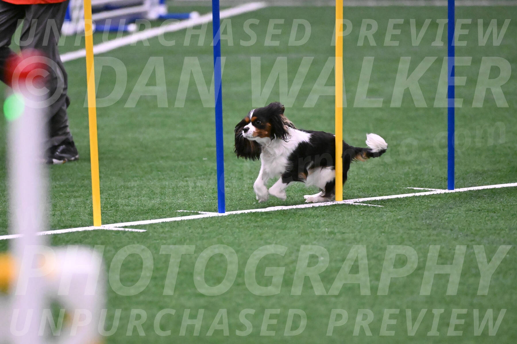 Daisy-Roger-Jones-04384