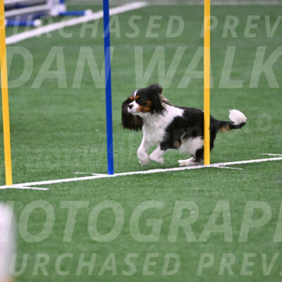 Daisy-Roger-Jones-04384