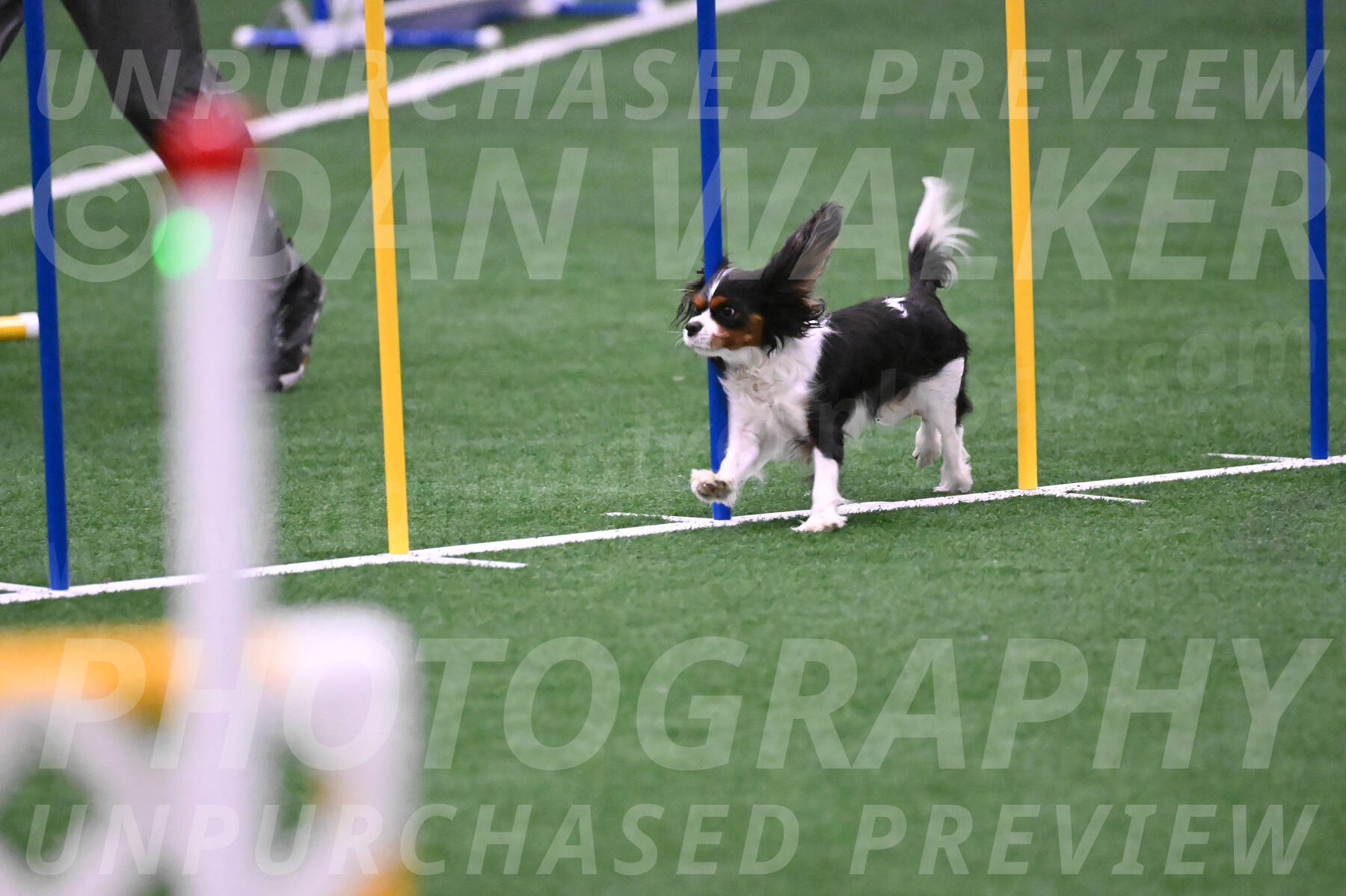 Daisy-Roger-Jones-04385