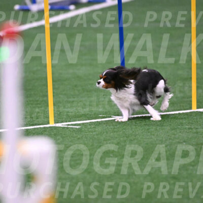 Daisy-Roger-Jones-04386
