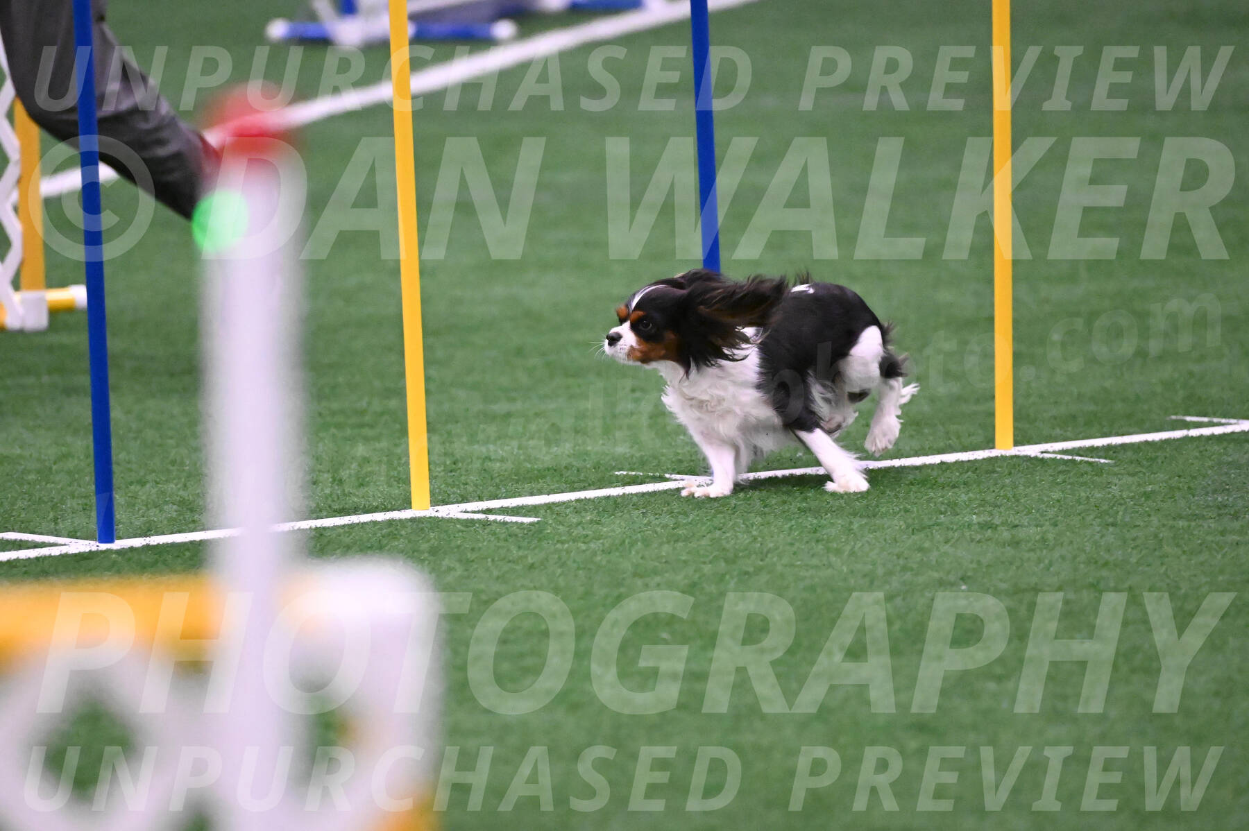 Daisy-Roger-Jones-04386