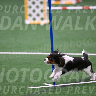 Daisy-Roger-Jones-04392