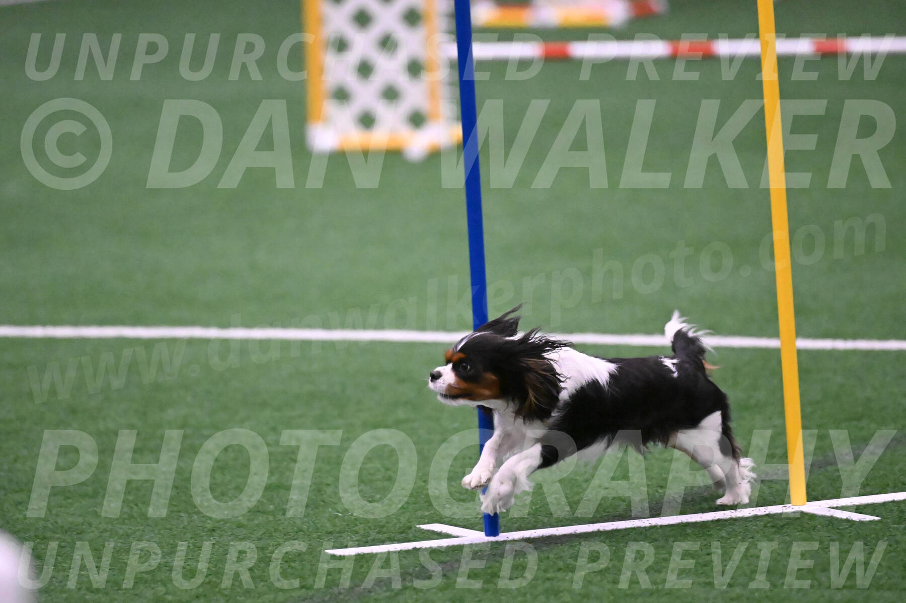 Daisy-Roger-Jones-04392