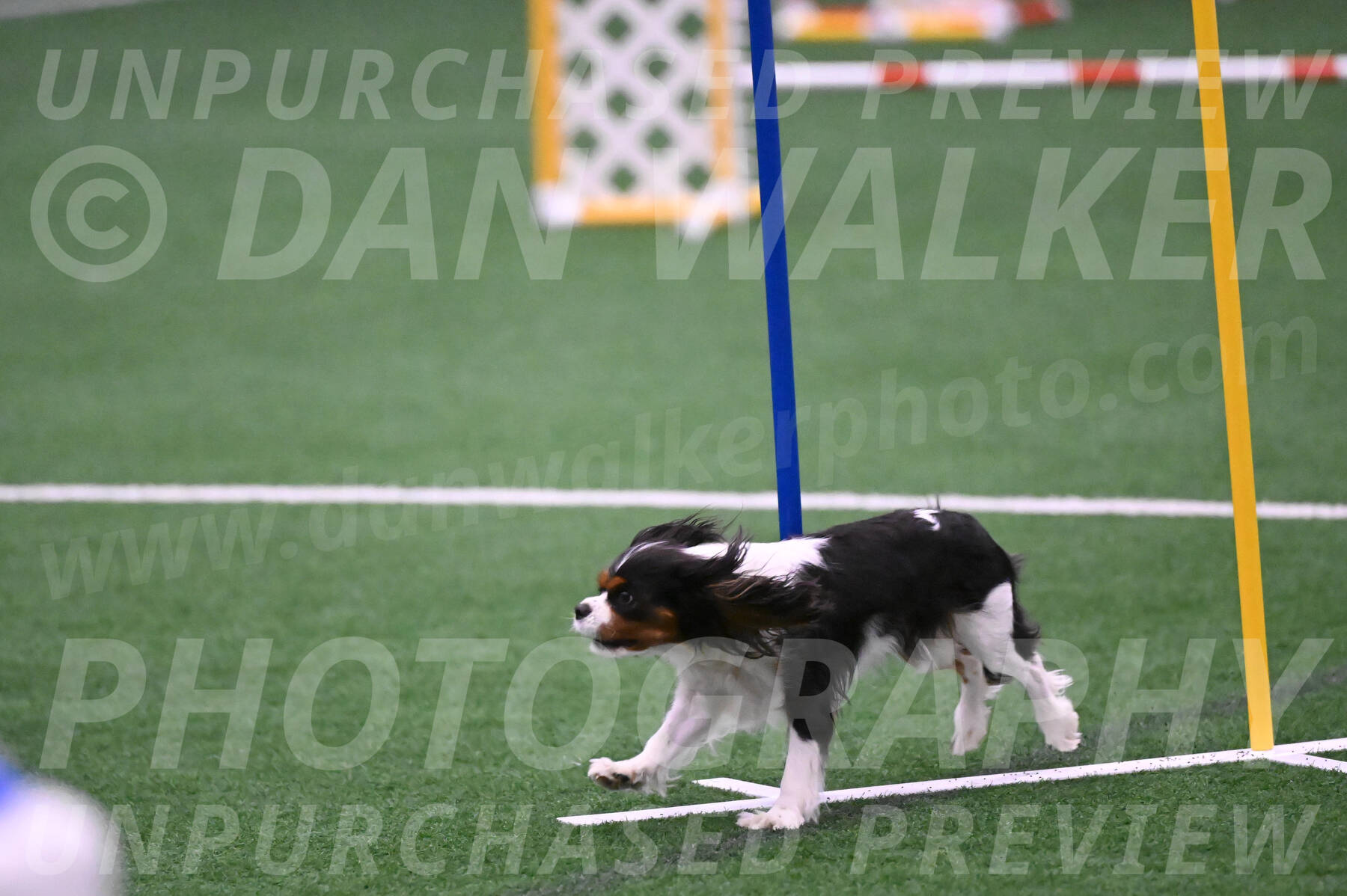 Daisy-Roger-Jones-04393