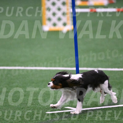 Daisy-Roger-Jones-04393