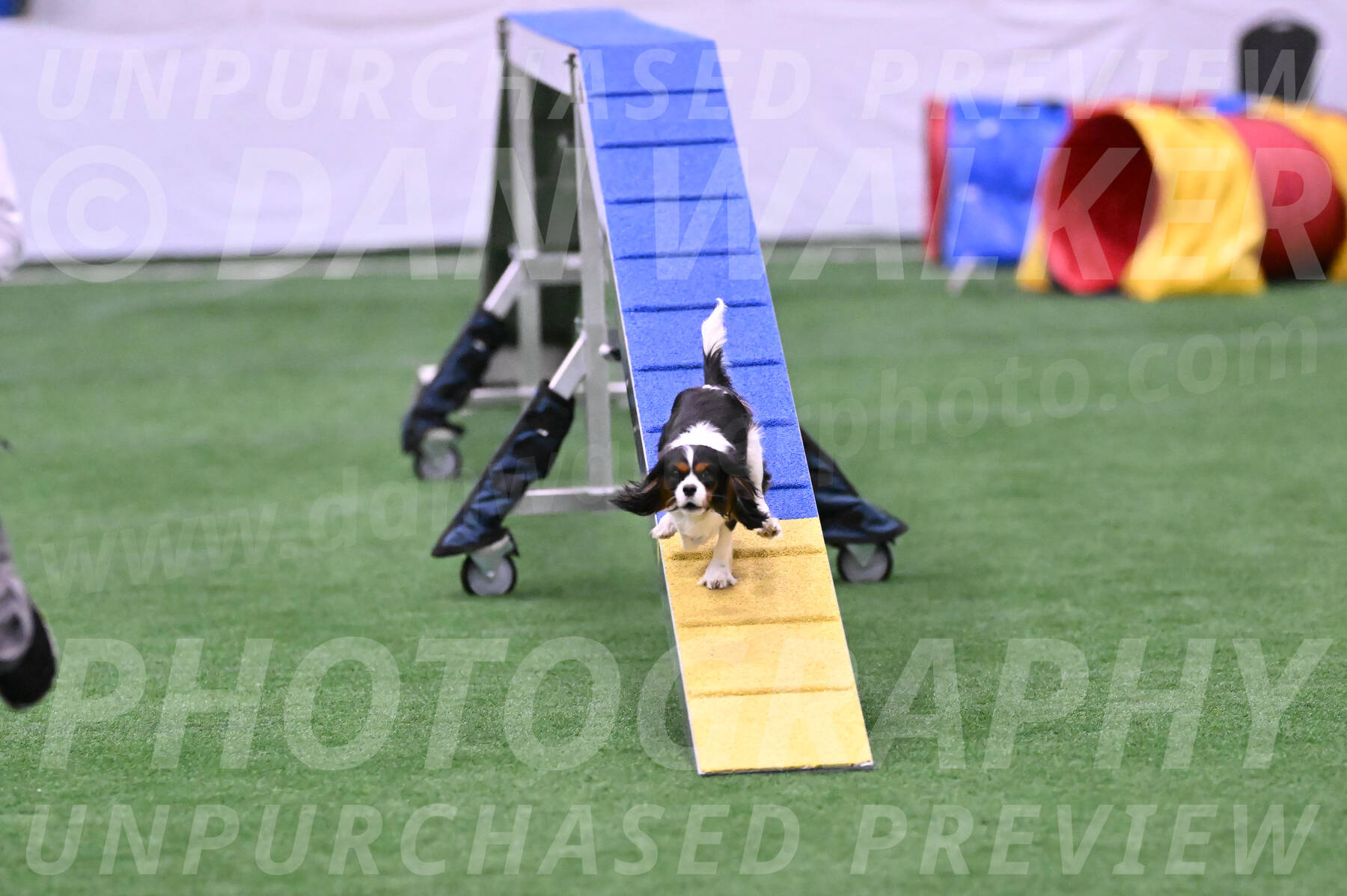 Daisy-Roger-Jones-04414