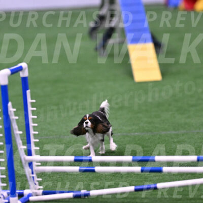 Daisy-Roger-Jones-04417