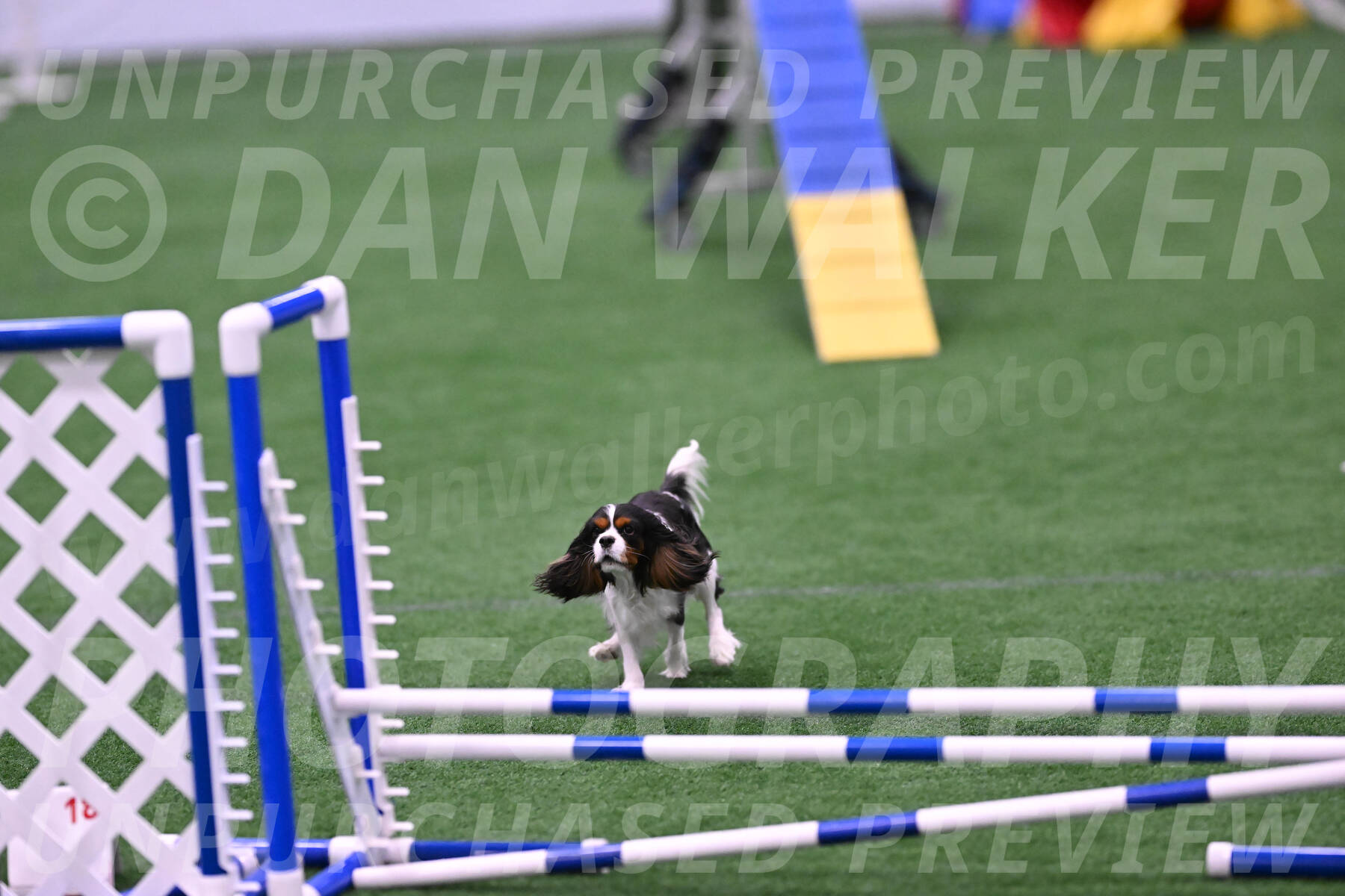 Daisy-Roger-Jones-04417