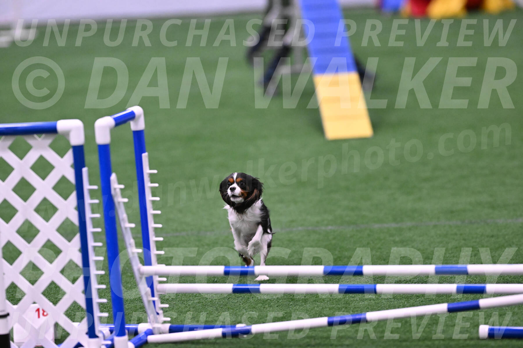 Daisy-Roger-Jones-04418