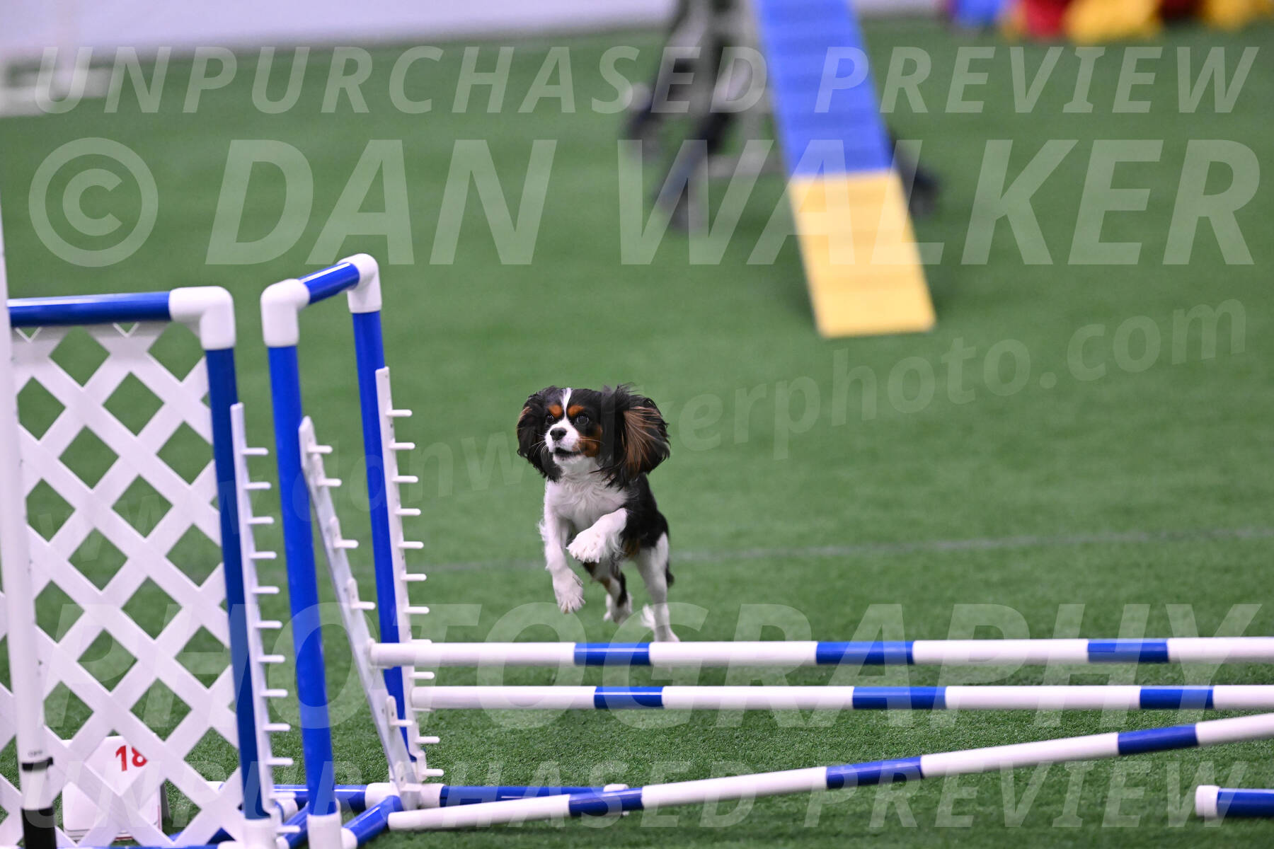 Daisy-Roger-Jones-04419