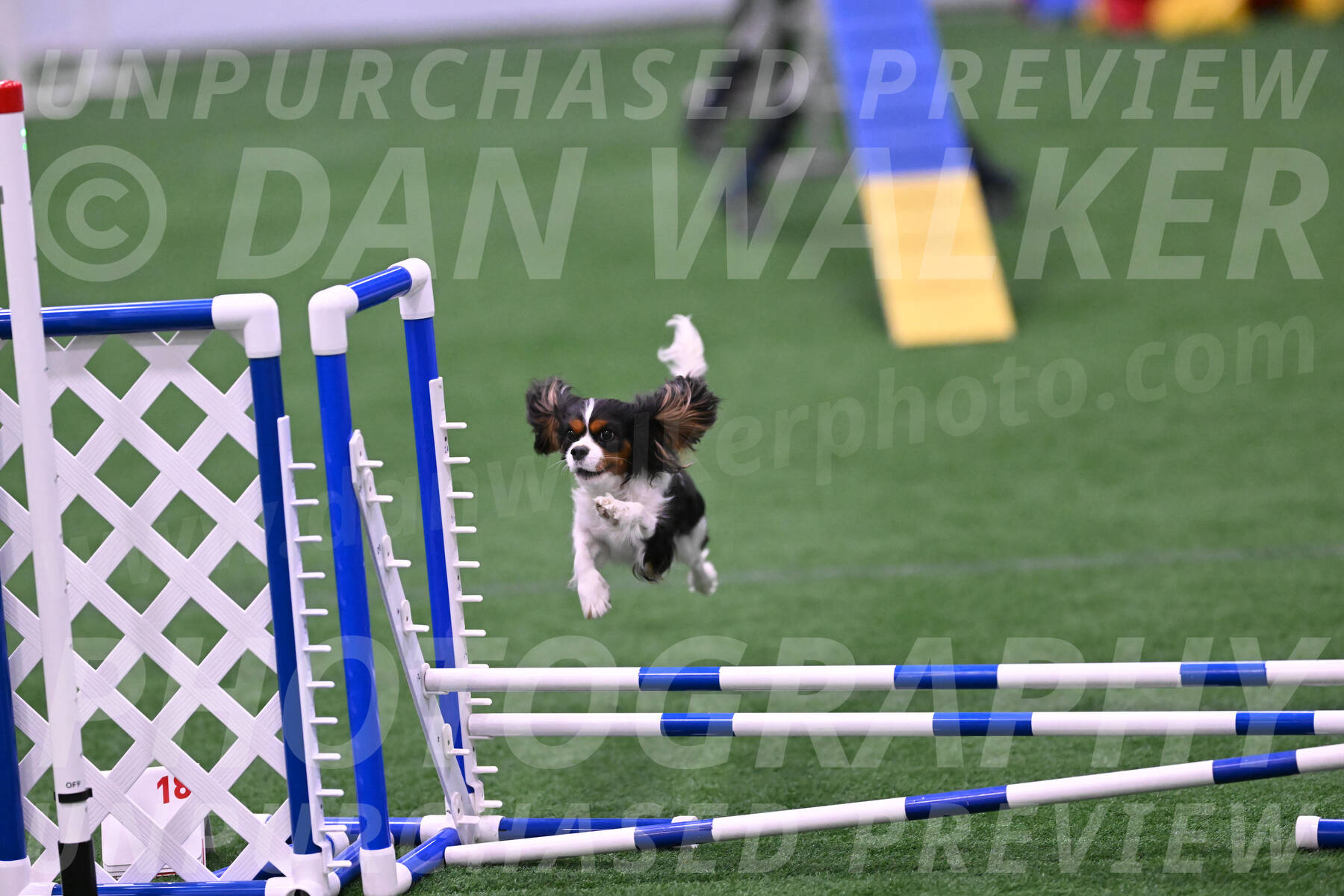 Daisy-Roger-Jones-04420