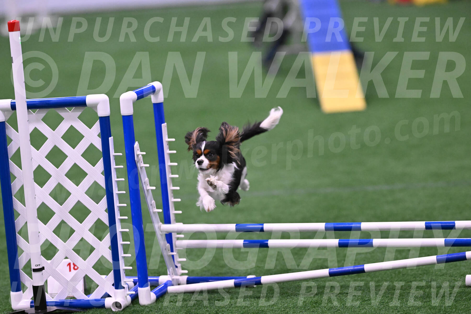 Daisy-Roger-Jones-04421