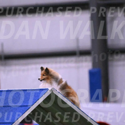 Dawn-Carol-Currier-02754