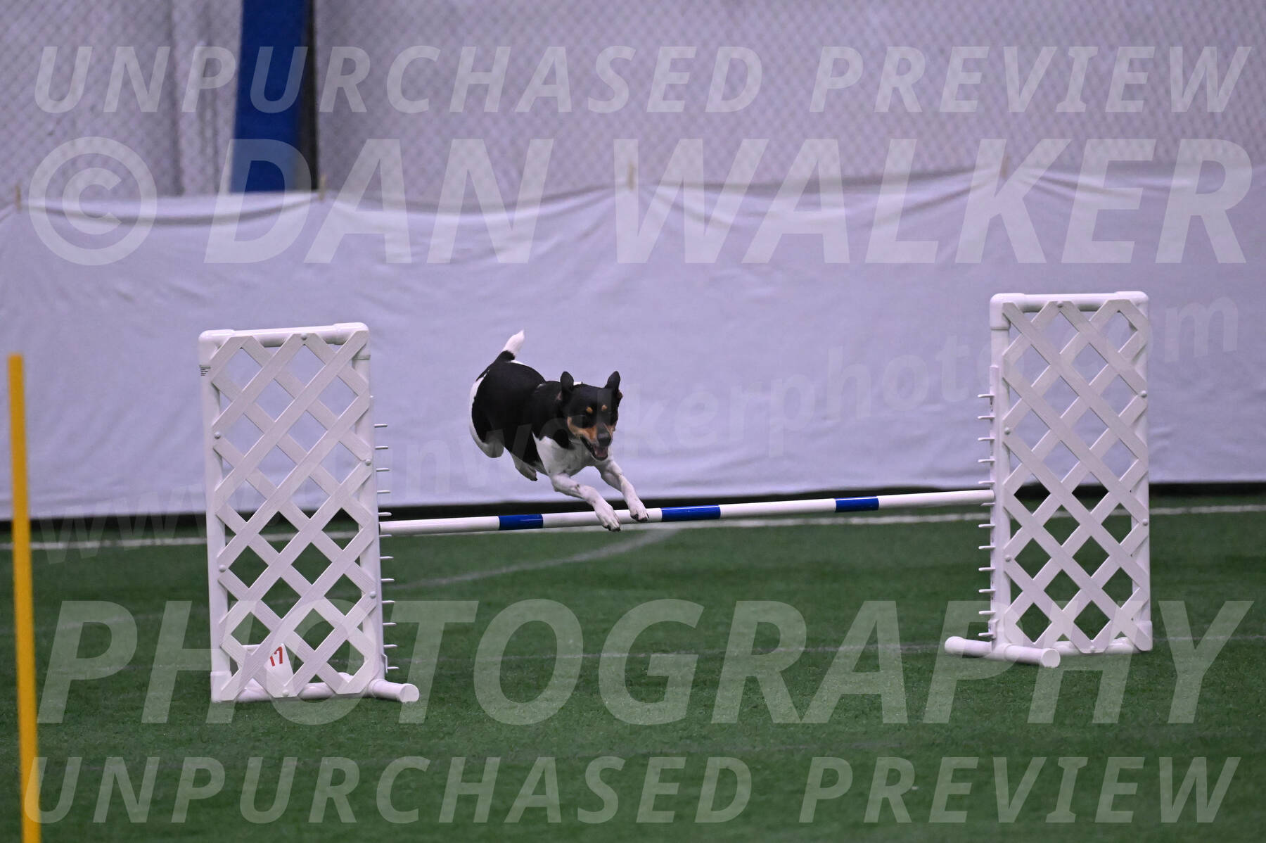 Basil-Cindy-Fink-06318