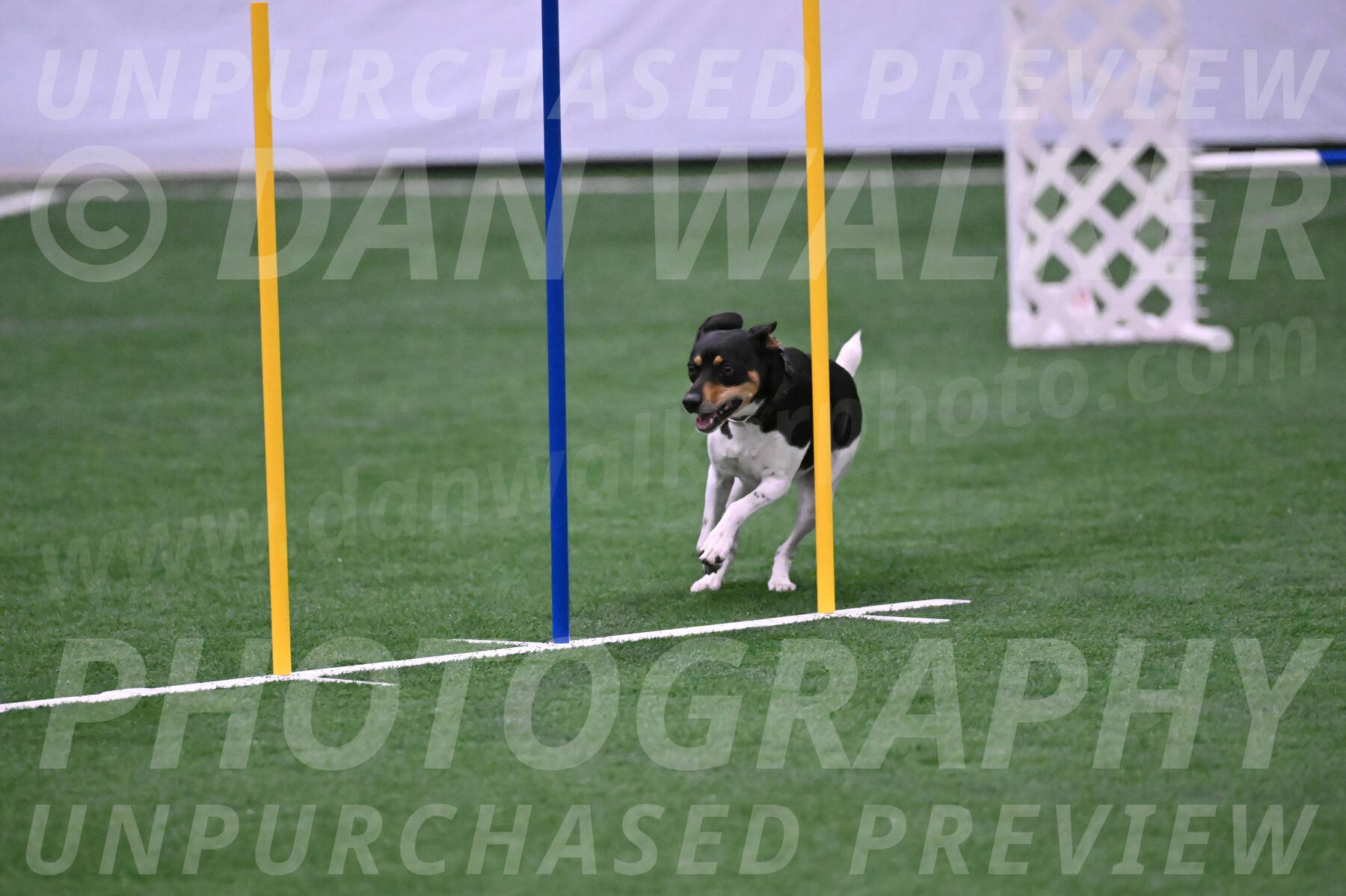 Basil-Cindy-Fink-06323